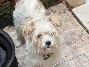 Cachorro raça SRD-ViraLata idade 1 ano nome pingo