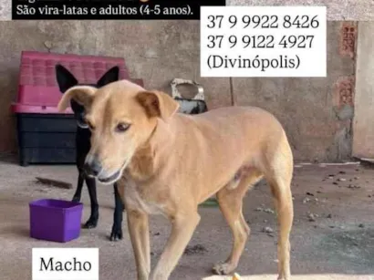 Cachorro raça SRD-ViraLata idade 4 anos nome feio e pretona