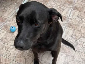 Cachorro raça SRD-ViraLata idade 2 anos nome Alecrim