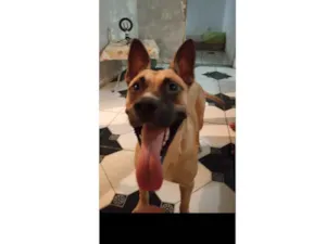 Cachorro raça SRD-ViraLata idade 6 ou mais anos nome Duck