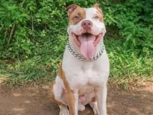 Cachorro raça Pit-Bull idade 5 anos nome Arock