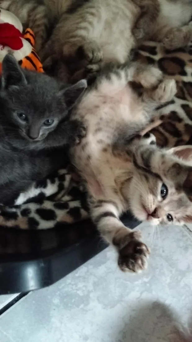 Gato raça SRD-ViraLata idade Abaixo de 2 meses nome sem nome