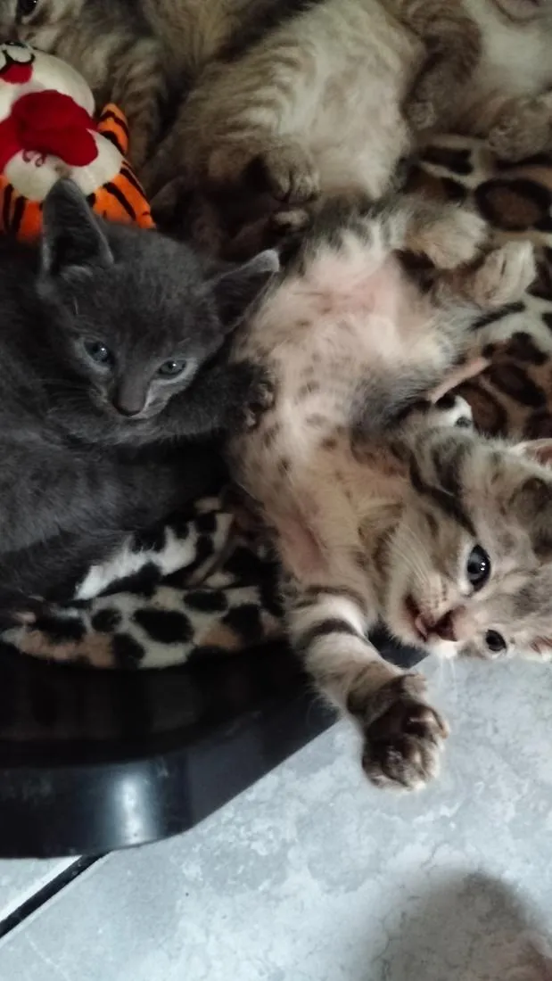 Gato raça SRD-ViraLata idade Abaixo de 2 meses nome sem nome