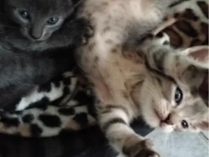 Gato raça SRD-ViraLata idade Abaixo de 2 meses nome sem nome