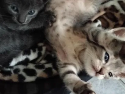 Gato raça SRD-ViraLata idade Abaixo de 2 meses nome sem nome