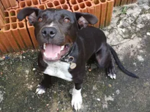 Cachorro raça Pit-Bull idade 2 a 6 meses nome Mike
