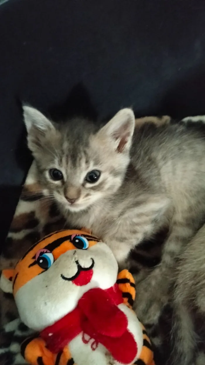 Gato raça SRD-ViraLata idade Abaixo de 2 meses nome sem nome no nomento