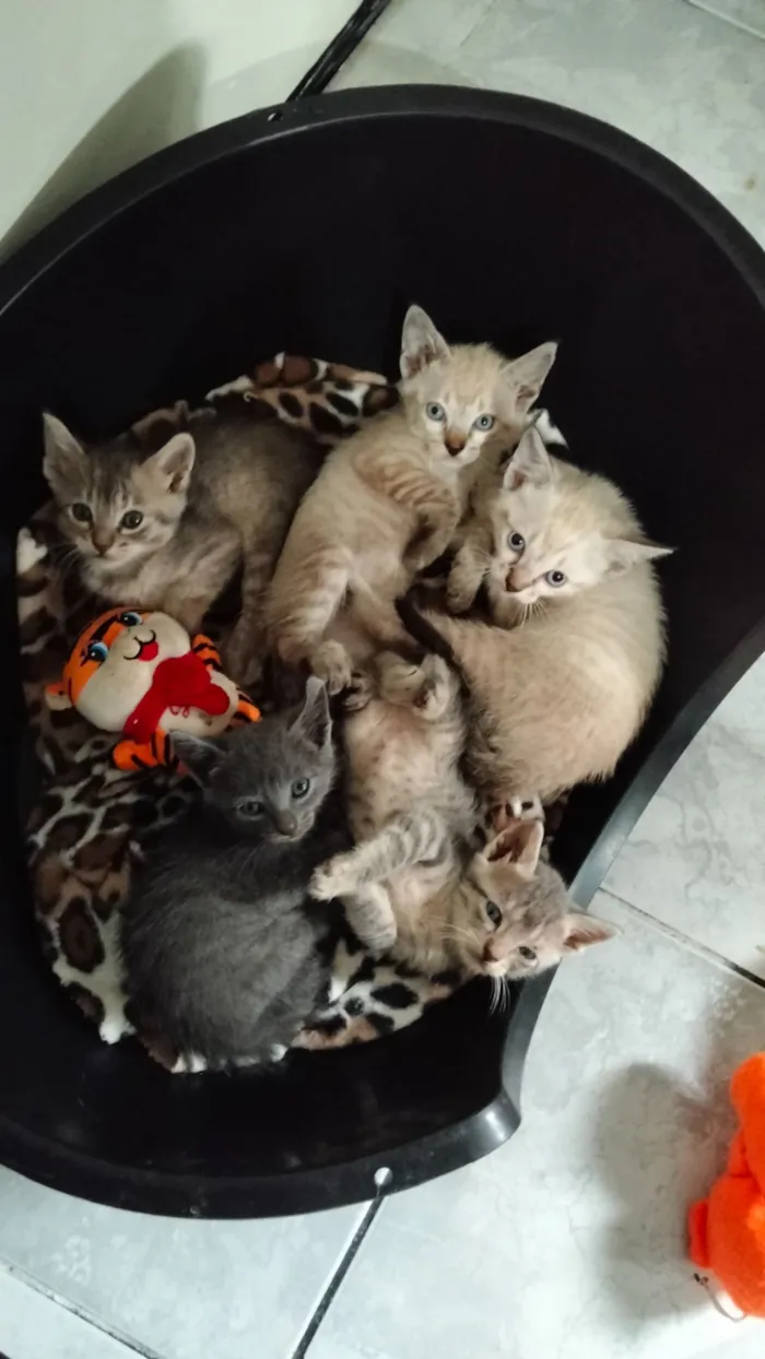 Gato raça SRD-ViraLata idade Abaixo de 2 meses nome sem nome no nomento