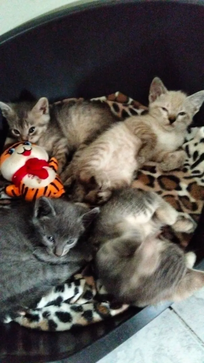 Gato raça SRD-ViraLata idade Abaixo de 2 meses nome sem nome no nomento