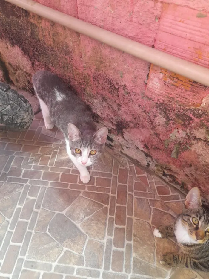 Gato raça SRD-ViraLata idade 2 a 6 meses nome bebe