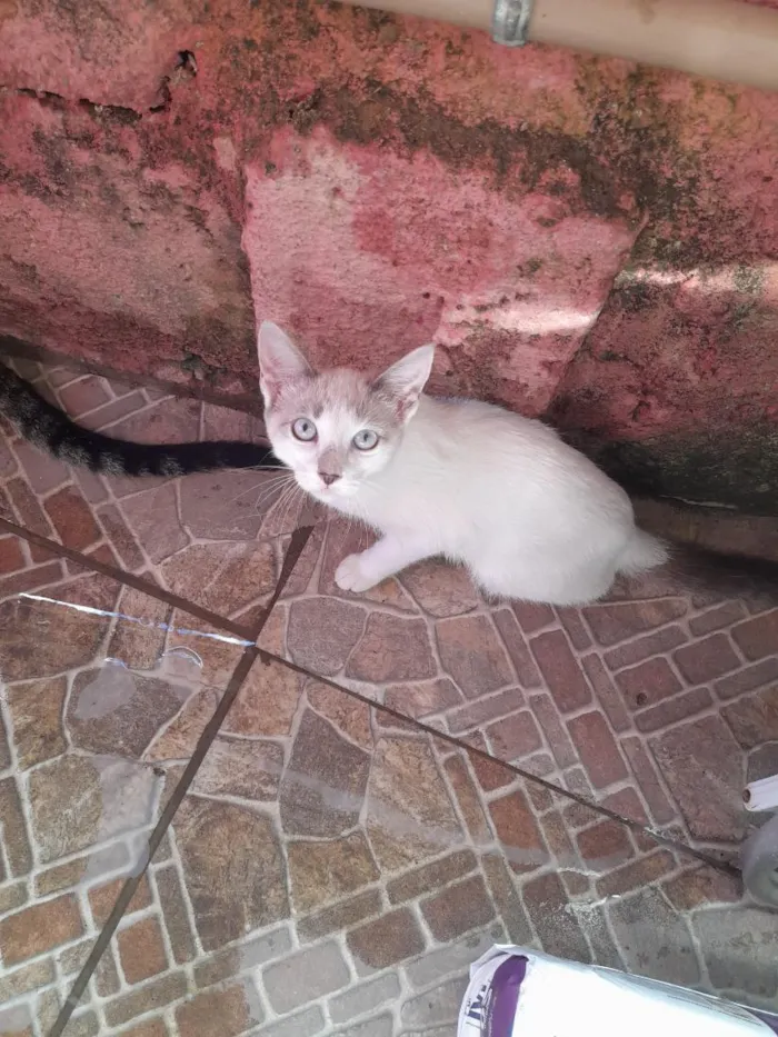 Gato raça SRD-ViraLata idade 2 a 6 meses nome bebe