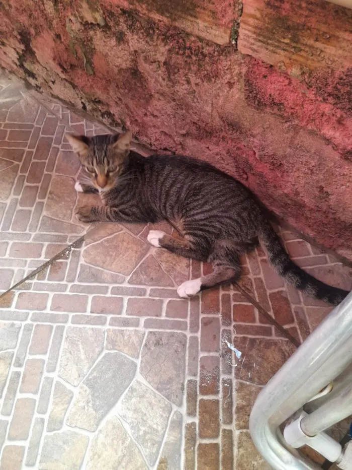 Gato raça SRD-ViraLata idade 2 a 6 meses nome bebe