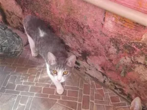 Gato raça SRD-ViraLata idade 2 a 6 meses nome bebe