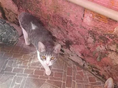 Gato raça SRD-ViraLata idade 2 a 6 meses nome bebe