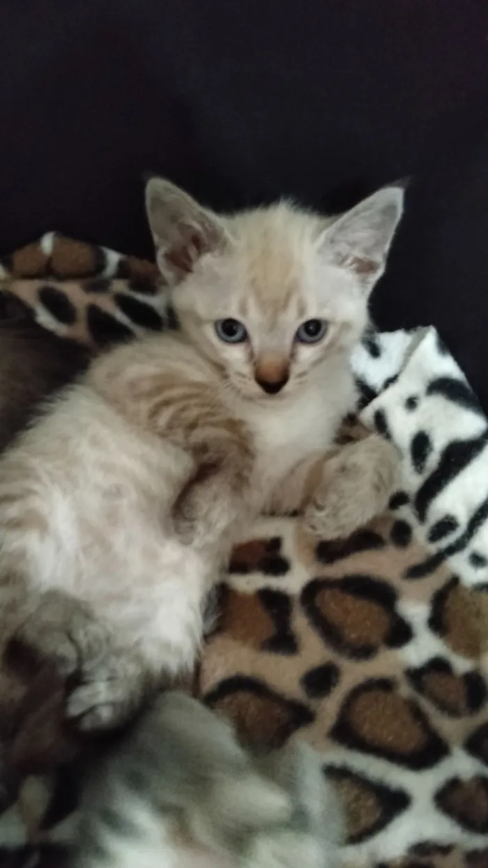 Gato raça SRD-ViraLata idade Abaixo de 2 meses nome nome temporário branquinha