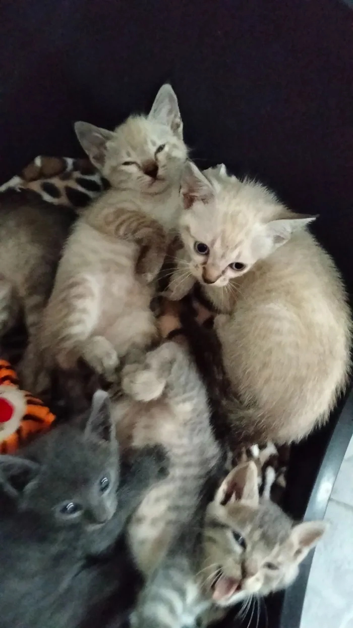 Gato raça SRD-ViraLata idade Abaixo de 2 meses nome nome temporário siamesinha