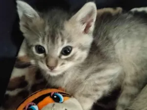 Gato raça SRD-ViraLata idade Abaixo de 2 meses nome sem nome no nomento