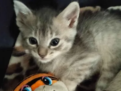 Gato raça SRD-ViraLata idade Abaixo de 2 meses nome sem nome no nomento