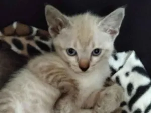 Gato raça SRD-ViraLata idade Abaixo de 2 meses nome nome temporário branquinha