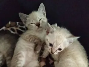 Gato raça SRD-ViraLata idade Abaixo de 2 meses nome nome temporário siamesinha