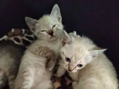 Gato raça SRD-ViraLata idade Abaixo de 2 meses nome nome temporário siamesinha