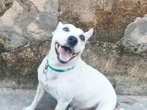 Cachorro raça SRD-ViraLata idade 4 anos nome Suzi