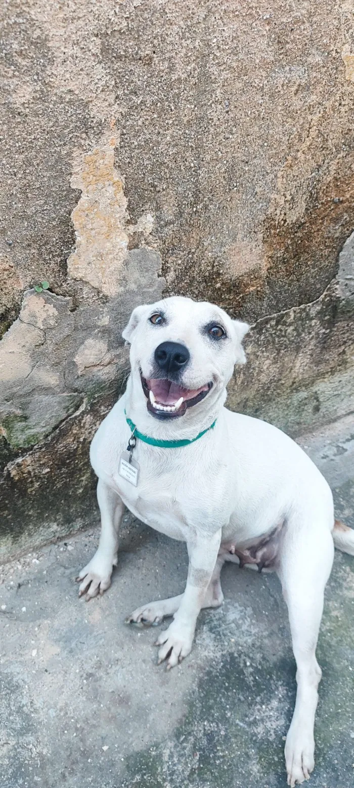 Cachorro raça SRD-ViraLata idade 4 anos nome Suzi