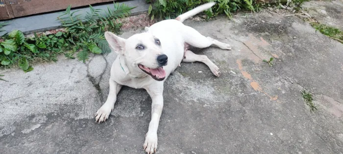 Cachorro raça SRD-ViraLata idade 4 anos nome Suzi