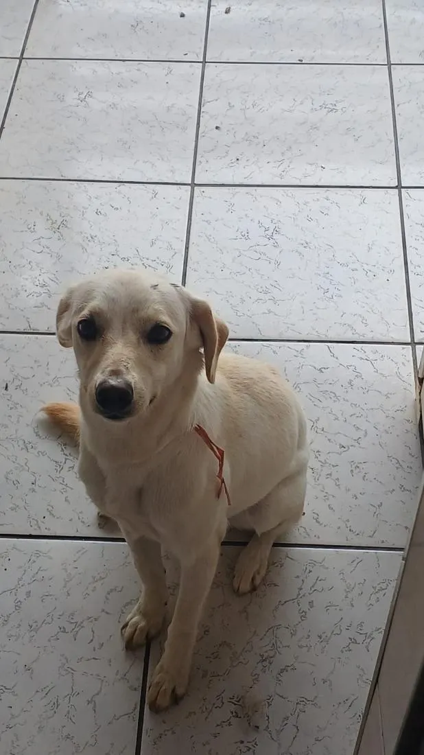 Cachorro raça SRD-ViraLata idade 1 ano nome Nuvem
