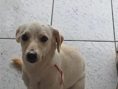 Cachorro raça SRD-ViraLata idade 1 ano nome Nuvem