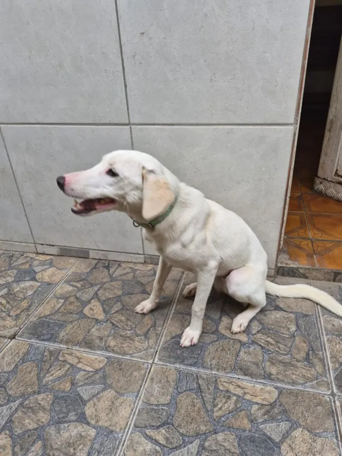Cachorro raça SRD-ViraLata idade 1 ano nome Charlie
