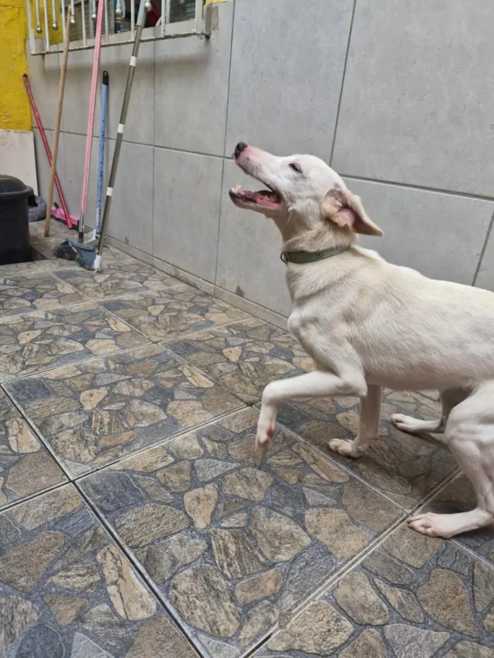 Cachorro raça SRD-ViraLata idade 1 ano nome Charlie
