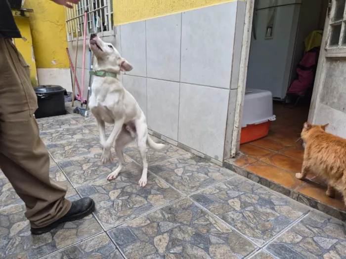 Cachorro raça SRD-ViraLata idade 1 ano nome Charlie