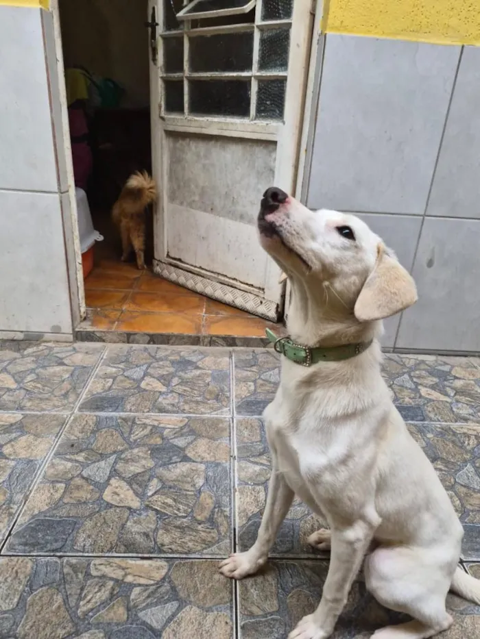 Cachorro raça SRD-ViraLata idade 1 ano nome Charlie