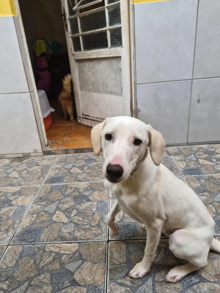 Cachorro raça SRD-ViraLata idade 1 ano nome Charlie