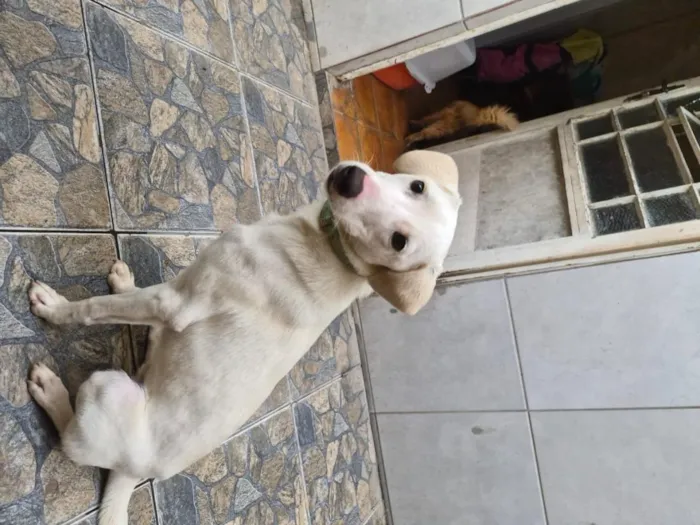 Cachorro raça SRD-ViraLata idade 1 ano nome Charlie