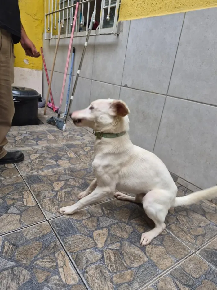 Cachorro raça SRD-ViraLata idade 1 ano nome Charlie