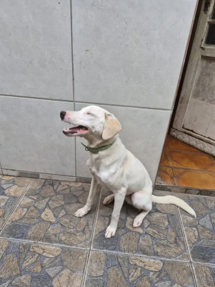Cachorro raça SRD-ViraLata idade 1 ano nome Charlie