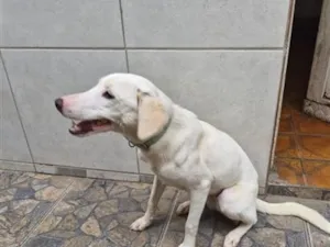 Cachorro raça SRD-ViraLata idade 1 ano nome Charlie