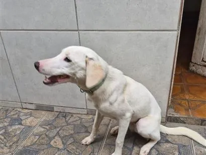 Cachorro raça SRD-ViraLata idade 1 ano nome Charlie