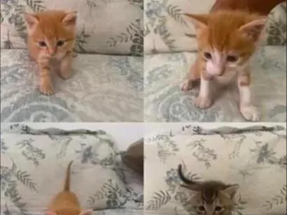 Gato raça SRD-ViraLata idade Abaixo de 2 meses nome nenhum nome