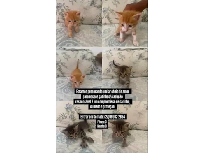 Gato raça SRD-ViraLata idade Abaixo de 2 meses nome nenhum nome