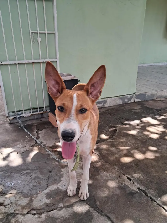 Cachorro raça SRD-ViraLata idade 2 a 6 meses nome Mundial