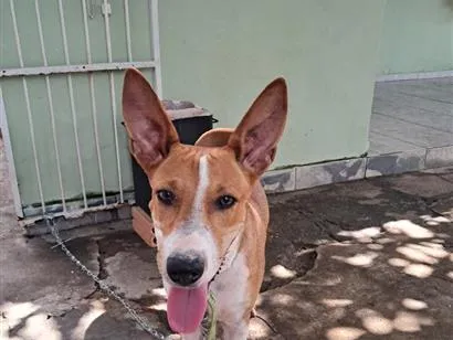 Cachorro raça SRD-ViraLata idade 2 a 6 meses nome Mundial