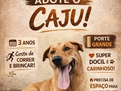 Cachorro raça SRD-ViraLata idade 3 anos nome Caju