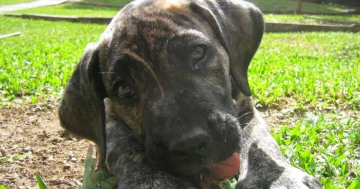 Cachorro raça Fila idade 7 a 11 meses nome Pandora