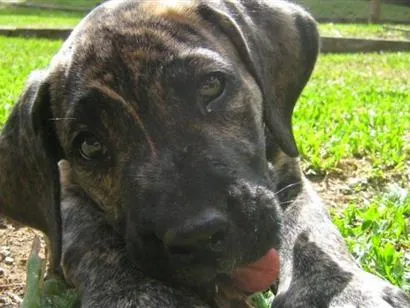 Cachorro raça Fila idade 7 a 11 meses nome Pandora