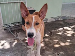 Cachorro raça SRD-ViraLata idade 2 a 6 meses nome Mundial