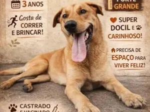 Cachorro raça SRD-ViraLata idade 3 anos nome Caju
