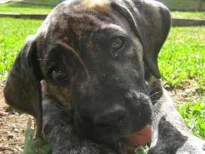 Cachorro raça Fila idade 7 a 11 meses nome Pandora